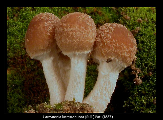 Inocybe?